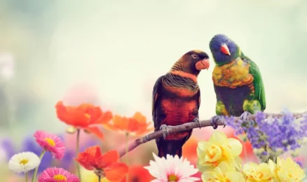 Cammeray Counselling